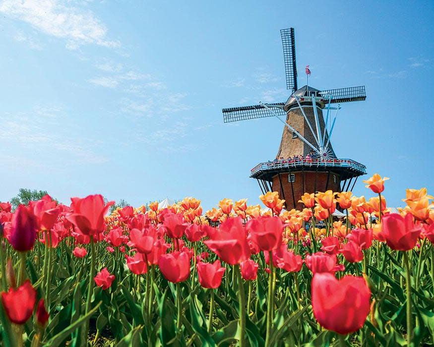 Windmill in a field of red and orange tulips under a clear blue sky.